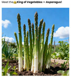 Premium Asparagus Seeds: Har Beej Mein Chhupa Hai Hariyali Ka Khazana! 💎🌱(Buy 1 Get 1 Free)