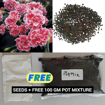 AI Dianthus Seeds (Free Pot Mixture 100 gm) PACK OF 2
