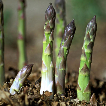 Premium Asparagus Seeds: Har Beej Mein Chhupa Hai Hariyali Ka Khazana! 💎🌱(Buy 1 Get 1 Free)