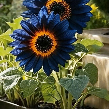 AI Blue Flame Sunflower Seeds and organic pot mix
